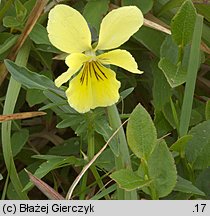 Viola lutea ssp. sudetica (fiołek żółty sudecki)