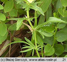 Viola lutea ssp. sudetica (fiołek żółty sudecki)