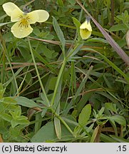 Viola lutea ssp. sudetica (fiołek żółty sudecki)