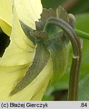 Viola lutea ssp. sudetica (fioÅ‚ek Å¼Ã³Å‚ty sudecki)