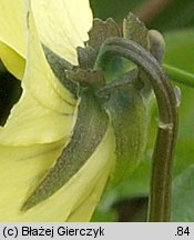 Viola lutea ssp. sudetica (fiołek żółty sudecki)