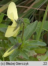 Viola lutea ssp. sudetica (fiołek żółty sudecki)