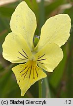 Viola lutea ssp. sudetica (fiołek żółty sudecki)