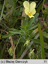 Viola lutea ssp. sudetica (fiołek żółty sudecki)