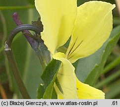 Viola lutea ssp. sudetica (fiołek żółty sudecki)