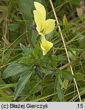 Viola lutea ssp. sudetica (fiołek żółty sudecki)