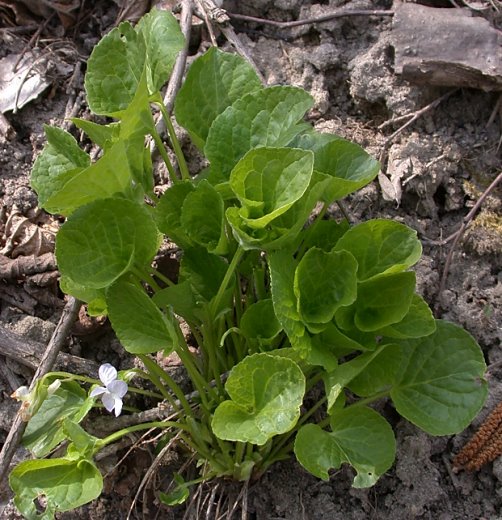 Viola mirabilis