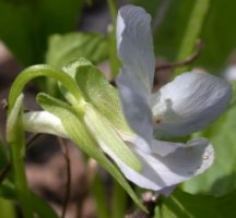 Viola mirabilis