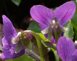 Viola odorata