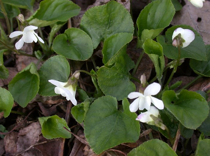 Viola odorata f. albiflora