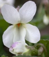 Viola odorata f. albiflora