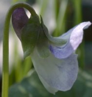 Viola odorata f. variegata