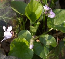 Viola odorata f. variegata