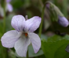 Viola odorata f. variegata