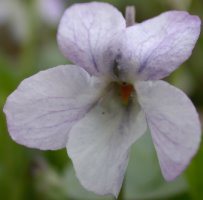 Viola odorata f. variegata