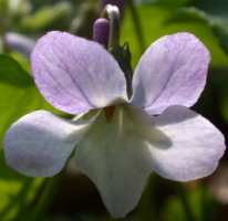 Viola odorata f. variegata