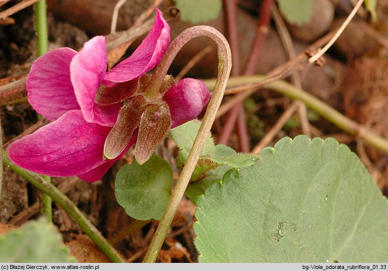 Viola odorata f. rubriflora (fiołek wonny forma czerwonokwiatowa)