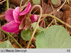 Viola odorata f. rubriflora (fiołek wonny forma czerwonokwiatowa)