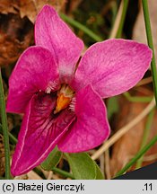 Viola odorata f. rubriflora (fiołek wonny forma czerwonokwiatowa)