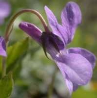 Viola reichenbachiana