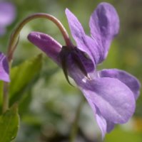 Viola reichenbachiana