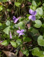 Viola reichenbachiana