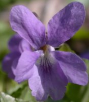 Viola reichenbachiana