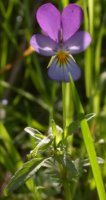 Viola tricolor s.str. (fiołek trójbarwny)