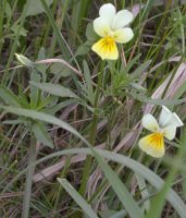 Viola tricolor s.str. (fiołek trójbarwny)