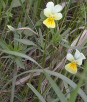 Viola tricolor (fiołek trójbarwny)