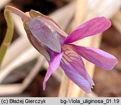 Viola uliginosa (fiołek bagienny)