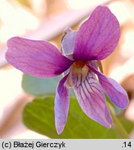 Viola uliginosa (fiołek bagienny)