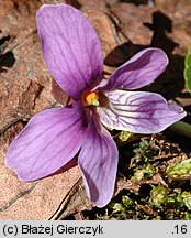 Viola uliginosa (fiołek bagienny)