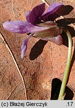 Viola uliginosa (fiołek bagienny)