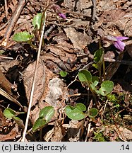 Viola uliginosa (fiołek bagienny)