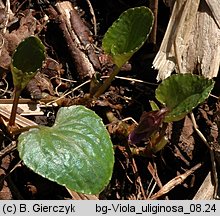 Viola uliginosa (fiołek bagienny)