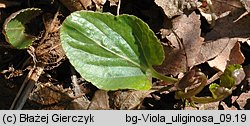 Viola uliginosa (fiołek bagienny)