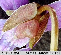 Viola uliginosa (fiołek bagienny)