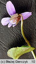 Viola uliginosa (fiołek bagienny)