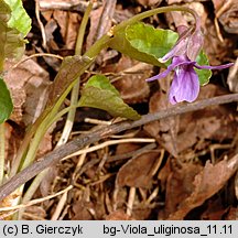 Viola uliginosa (fiołek bagienny)