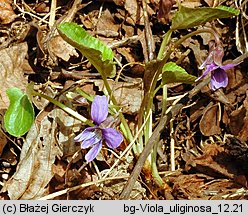 Viola uliginosa (fiołek bagienny)