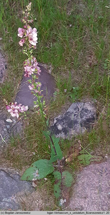 Verbascum ×ustulatum