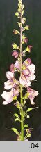 Verbascum ×ustulatum