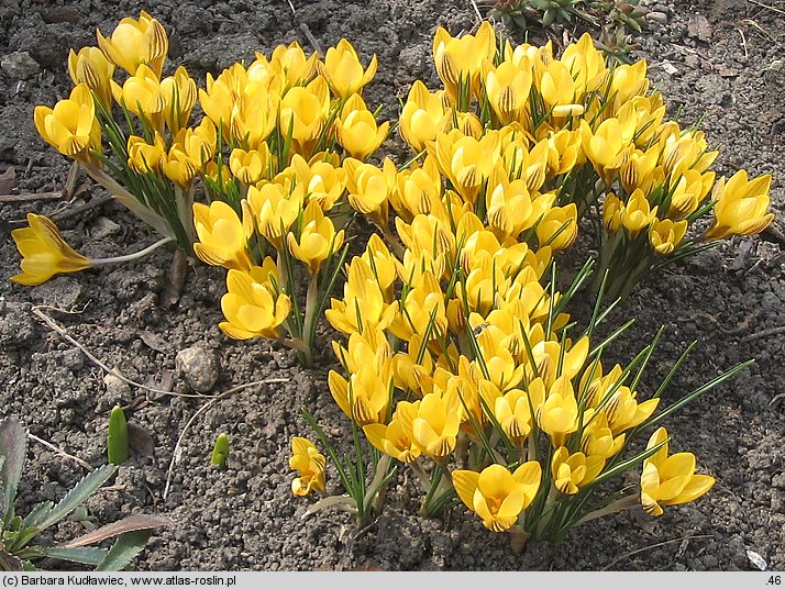 Crocus chrysanthus Saturnus