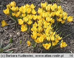 Crocus chrysanthus Saturnus