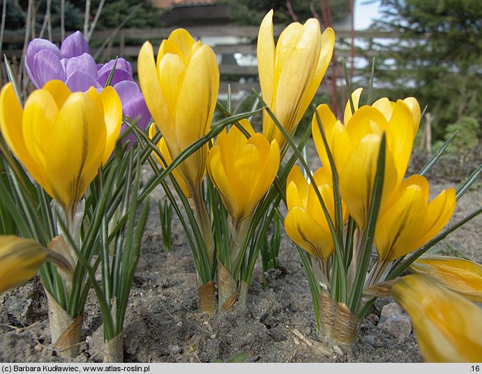 Crocus flavus (krokus żółty)