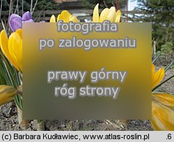 Crocus flavus (krokus żółty)