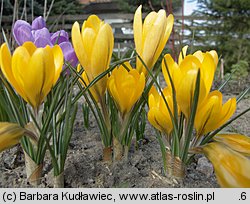 Crocus flavus (krokus żółty)