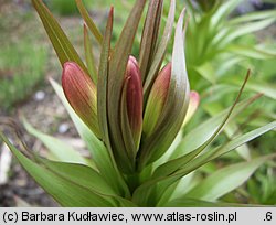 Fritillaria imperialis (szachownica cesarska)