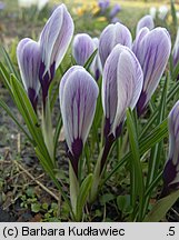 Crocus vernus Pickwick